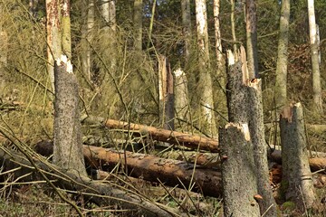 Abgebrochene Fichten mit Rotrandigen Baumschwämmen (Fomitopsis pinicola) im Nationalpark Kellerwald