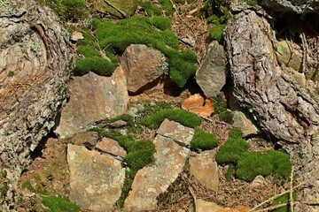 Moospolster zwischen Steinen und Baumwurzeln