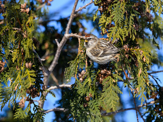 Common Redpoll sitting on evergreen tree in winter