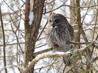 Great Gray Owl Sitting on Tree Branch in Winter