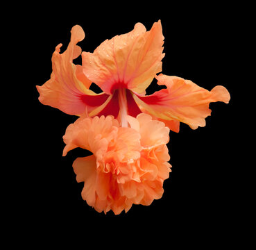 Orange Hibiscus flower against a black backdrop.  Looks like a face.