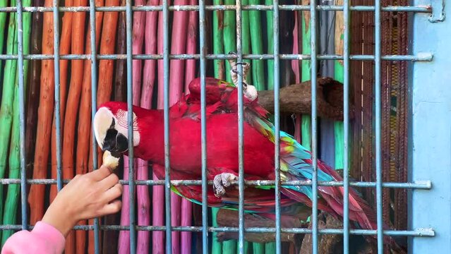 Unrecognizable person feeding a red parrot in a public park