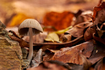 Mushrooms between leaves