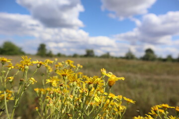 beautiful flowers in the wild