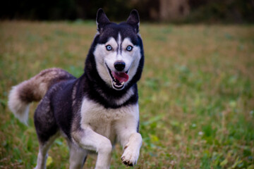 Naklejka na ściany i meble Beautiful female siberian husky dog running with blur background