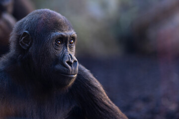 Joven gorila mirando con atención