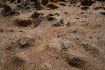 dried algae in the rock