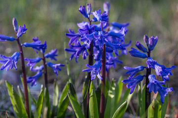 Blue hyacinth flower, copy space for text. Buying houseplants and flowers for home gardening.