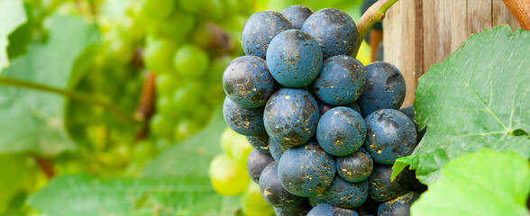 Weinreben Trauben Blätter