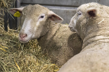 Fototapeta premium sheep and lambs