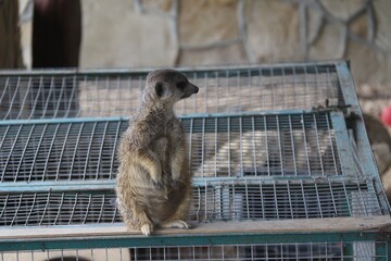 meerkat on guard duty