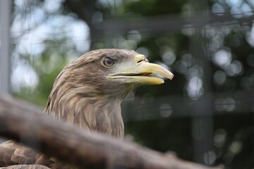 portrait of a eagle © Мария Быкова