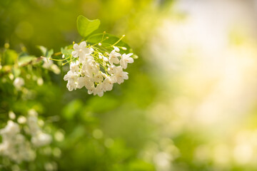 Closeup of mini white flower  under sunlight with copy space using as background green natural plants landscape, ecology wallpaper concept.