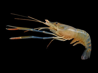 River prawns isolated on black background