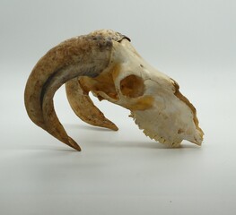 white horse on the beach