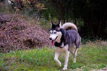 Naklejka na ściany i meble Beautiful female siberian husky dog with blur background