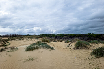 A path among sand dunes, Dark blue sky