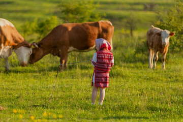 child grazing cows on the lawn