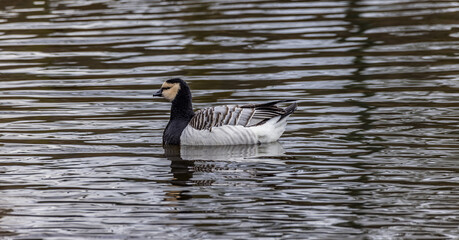 Broughshane Riverside walk and wildfowl park, Broughshane village, Ballymena, County Antrim, Northern Ireland