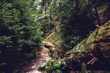 Wunderschöne Waldlandschaft Kirnitzschtal mit einem Hauch von Fantasie, aufgenommen in der Sächsischen Schweiz mit den berühmten Schrammsteine im Schweiz-Osterzgebirge in Sachsen. 
Fotografiert im Hoc