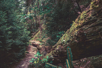 Wunderschöne Waldlandschaft Kirnitzschtal mit einem Hauch von Fantasie, aufgenommen in der Sächsischen Schweiz mit den berühmten Schrammsteine im Schweiz-Osterzgebirge in Sachsen. 
Fotografiert im Hoc
