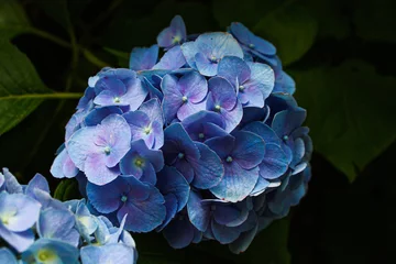 Afwasbaar fotobehang blue hydrangea flower © Hayden