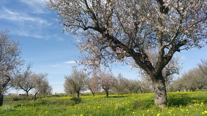 Obraz premium tree in spring