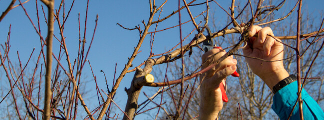 Photo of a farmer's hands pruning a peach tree before spring. How to take care of plant. Horizontal...