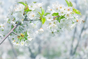Obraz premium cherry tree and flowering image