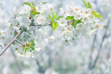 cherry tree and flowering image