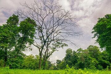 Obraz premium A lone tree with blue sky in the background. Beautiful nature image.