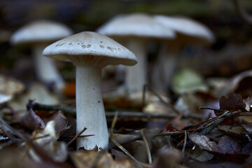 Mushroom in the forest