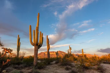 Fototapeten cactus in the desert © JSirlin