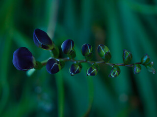 close up of a flower