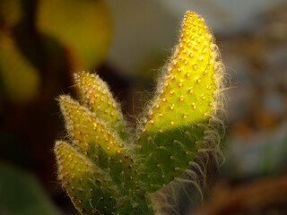 close up of a cactus