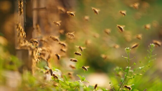 swarm of honey bee flying outside of beehive in bee farm insect in spring slow motion clip