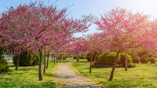 harbinger of spring beautiful pink colored trees and garden. Judas-tree