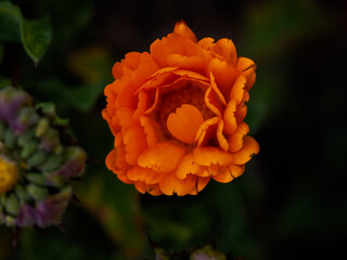 orange poppy with heart 