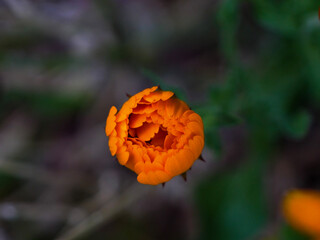 orange poppy flower in the garden