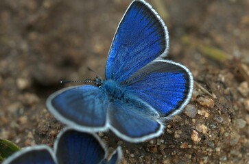 A butterfly sitting on a green grass.