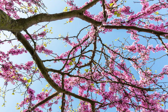 harbinger of spring beautiful pink colored trees and garden. Judas-tree