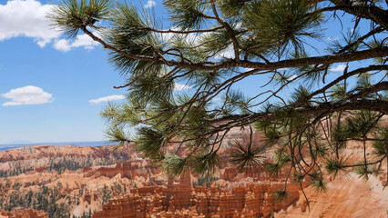 tree with a red mountain  backdrop
