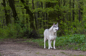 Spacer z psem po leśnej drodze w letnie popołudnie