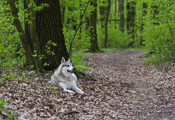 Odpoczynek psa w lesie © ErOn