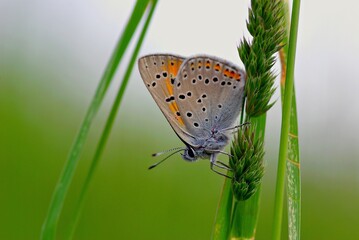 A butterfly sitting on a green grass.