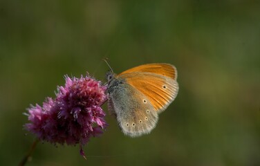 Obraz premium A butterfly sitting on a green grass.