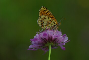 A butterfly sitting on a green grass.