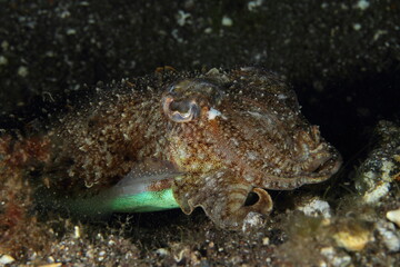 Fototapeta na wymiar Behavior of cuttlefish in its marine environment, under the sea, always near the sandy bottom