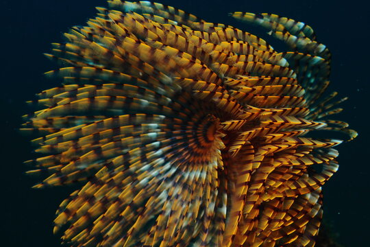 Marine spirograph of beautiful golden color, breathes and feeds on sediments at night underwater on the sandy seabed