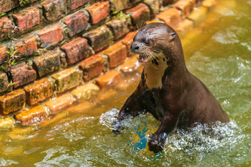 A Giant otter playing with a ball that is on the verge of extinction